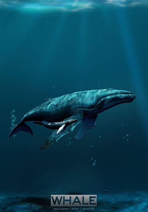 Whales Poster Whale Marine Animals Ocean Creatures