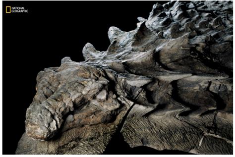 One Of The Best Preserved Dinosaur Fossils Ever Discovered Publicly