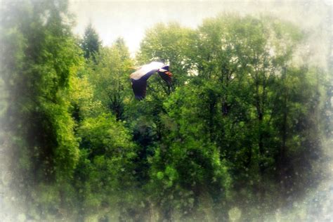 .egret flying, birds meta tags: Great Blue Heron Flying Past the Trees Above Trojan Pond Photograph by Dawna Morton