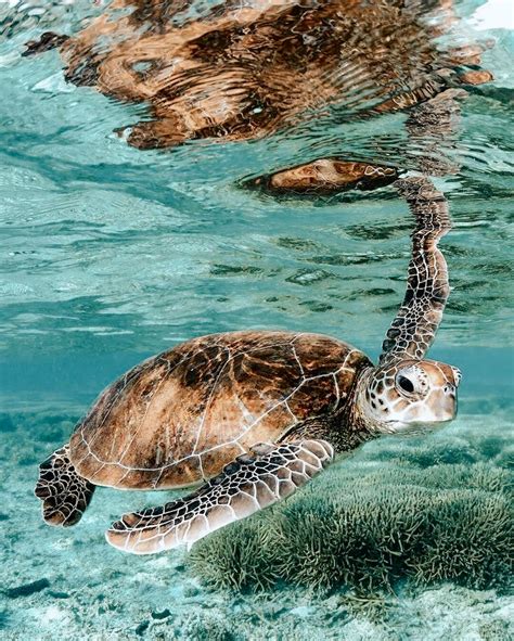 𝚙𝚒𝚗𝚝𝚎𝚛𝚎𝚜𝚝 𝚋𝚎𝚕𝚕𝚊𝚏𝚑𝚒𝚍𝚊𝚕𝚐𝚘 Beautiful Sea Creatures Sea Turtle Pictures