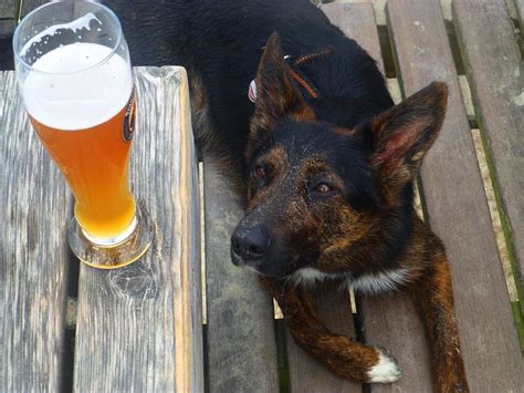 Beer For Dogs Yes Dog Beer Has Arrived And Its A Lot Of Fun