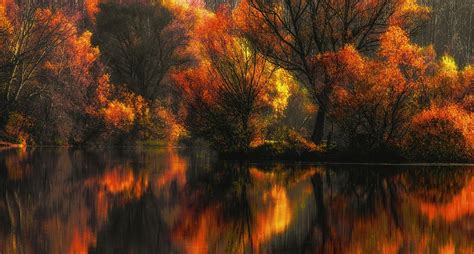 Wallpaper Sunlight Trees Landscape Colorful Forest Fall Leaves