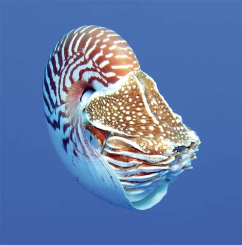 Save The Nautilus Three New Species Described