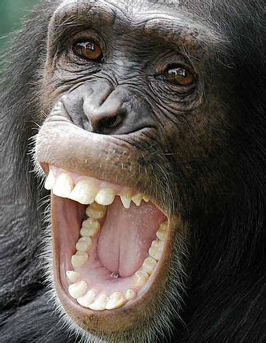 Chimpanzee Close Up Smiling Animals Great Ape Monkeys Funny