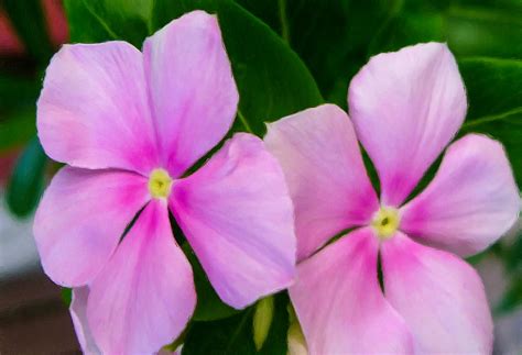 A periwinkle is a very common plant that is found in india. Pink Periwinkle Flower Painting by Lanjee Chee