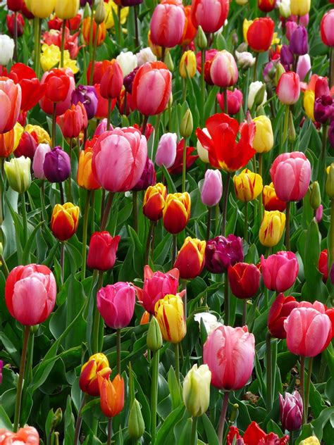 Tulips Tulip Bed Free Image Download