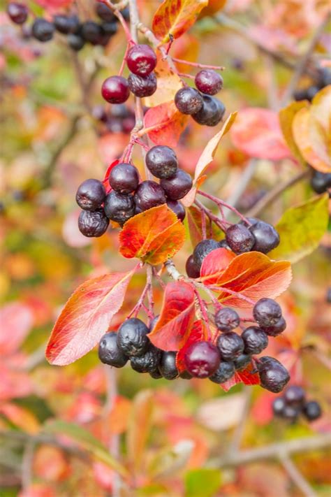 Top 10 Shrubs With Fall Berries To Add To Your Front Yard
