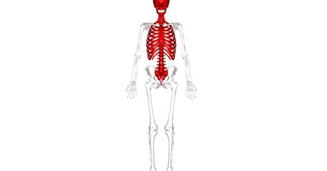 Esqueleto Axial Huesos