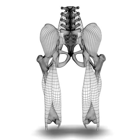 Select a human anatomy system to begin. Human Pelvis Muscle Bone Anatomy 3D Model MAX OBJ 3DS FBX ...