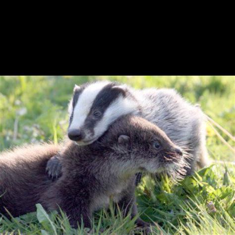 Otter And Badger Hugging Best Thing Ever Animals