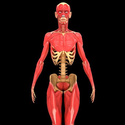 Full Body Muscle Anatomy 3d Model Cgstudio