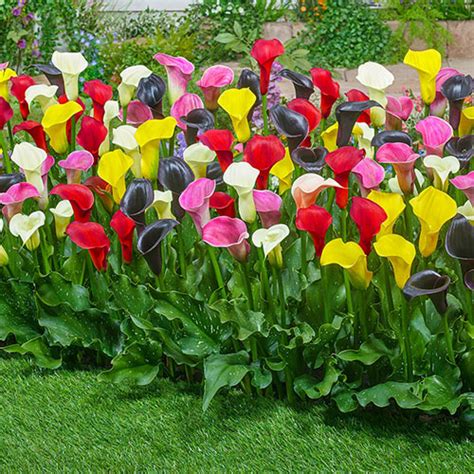 Great savings & free delivery / collection on many items. Calla Lily Mixture | K. van Bourgondien - Wholesale Bulbs