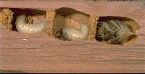 Other bees like bumblebees don't affect wood because they nest on the ground. carpenter bee nest | Carpenter bee, Bee removal, Carpenter ...
