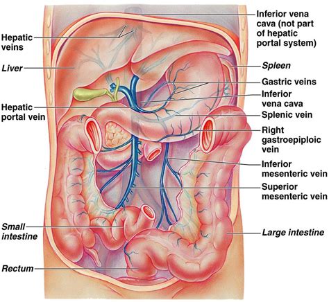 Class Blog Bio Arteries And Veins Key Arteries Anatomy Arteries My