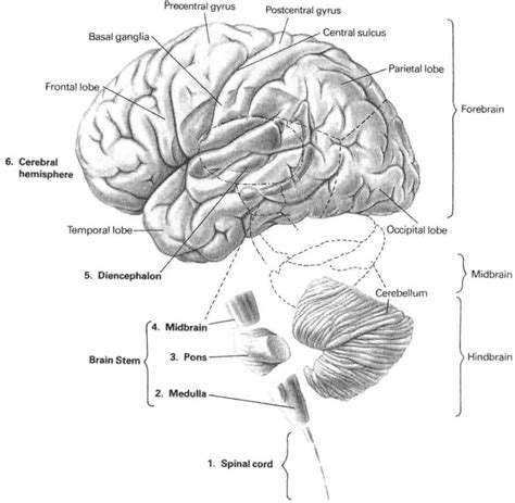 The cns is responsible for the control of thought processes, movement, and provides sensation central nervous system (cns) definition. 1: The six major divisions of the central nervous system ...