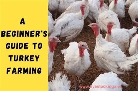 a beginner s guide to turkey farming livestocking