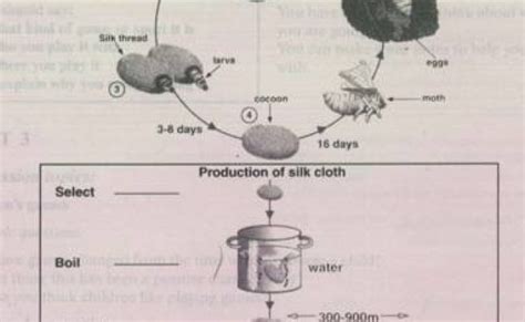 Academic Ielts Writing Task 1 Sample 94 Life Cycle Of The Silkworm