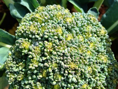 Flowering Vegetables Broccoli Food