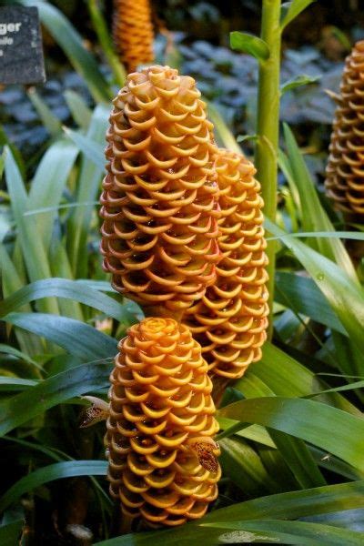 beehive ginger - how to grow Unique Flowers, Exotic Flowers, Beautiful