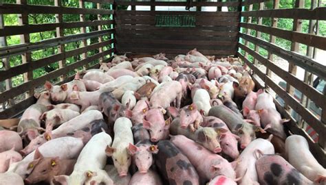 Incentivan Cría De Cerdos En Norte De Santander