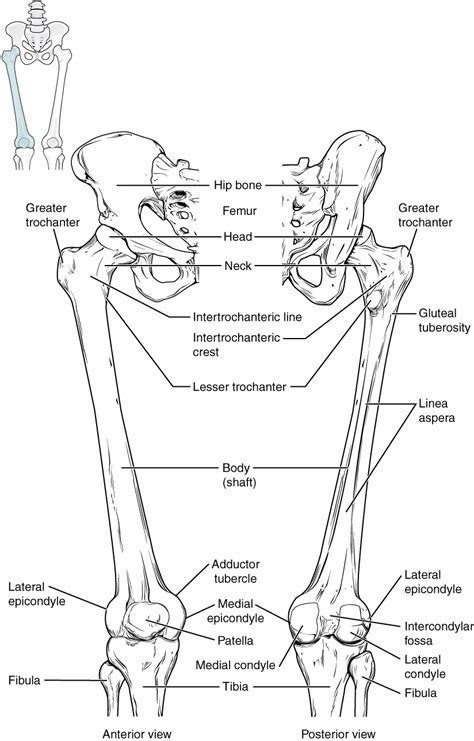 Das Kniegelenk - Anatomie der unteren Extremität