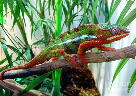 Colorful Chameleon Photograph By Nancy Mueller