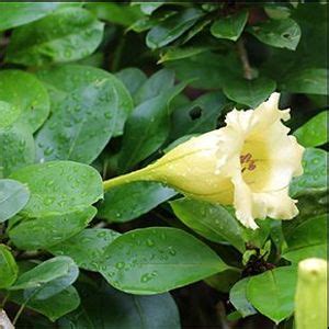 The Biodiversity Of Singapore Solandra Longiflora