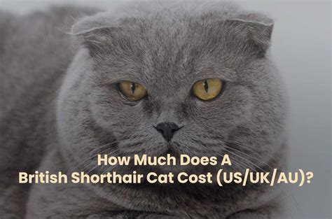 How Much Does A British Shorthair Cat Cost Usukau