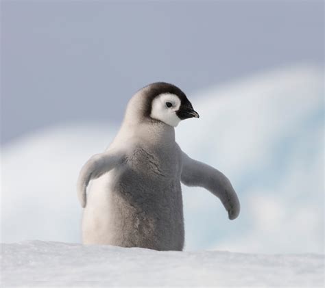 75 Cute Penguin Backgrounds On Wallpapersafari