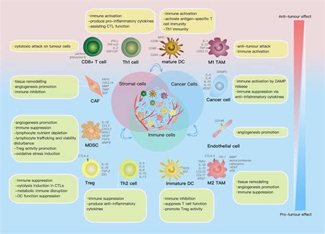 Frontiers Tumor Microenvironment In Ovarian Cancer Function And