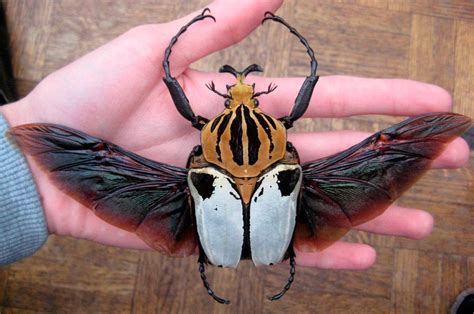 Goliathus Escarabajos Goliat Insectos Insectos Raros Bellos Insectos