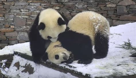 Pandas Enjoy Playing In The Snow Video Boing Boing
