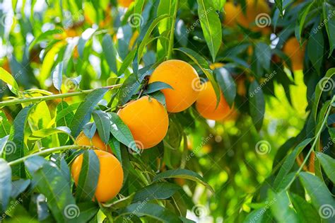Fresh Yellow Peaches On Tree Branch Ready For Harvest Stock Photo