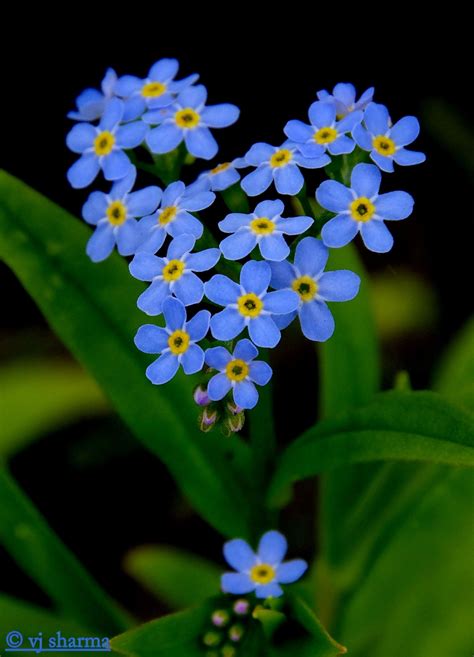 Heart Of Forget Me Not Flowers Photography Beautiful Beautiful