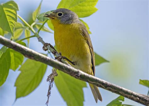 Northeast Ohio Birding Migration Nature And Wildlife Tours 2023