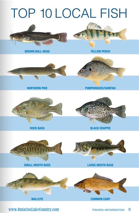 Fishing Tips Chart Fishingtips Fishing Flyfishing Bassfishing