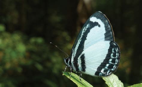 Blue Butterflies Of Seq Land For Wildlife