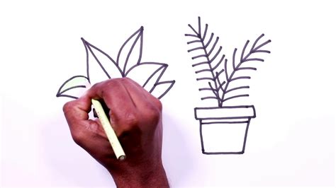 Plants That Are Easy To Draw Januaryshetrawski
