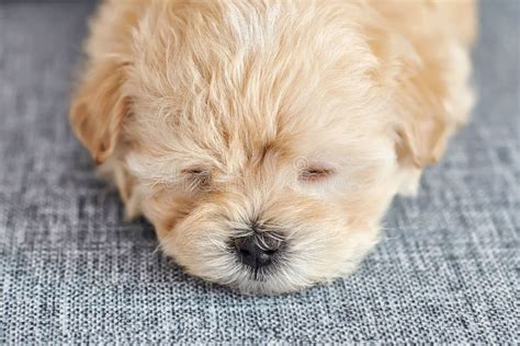 Photo Of A Brown Maltipoo Puppy Sleeping Close Up Stock Photo Image