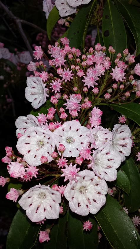 Free Picture Pinkish Flowers Mountain Laurel Blooms
