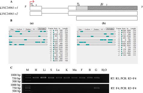 a gene structure splice variants of the cattle linc24061 exons are download scientific