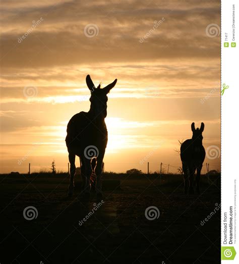 Donkey In The Sunset Stock Image Image Of Donkey Animals 71417