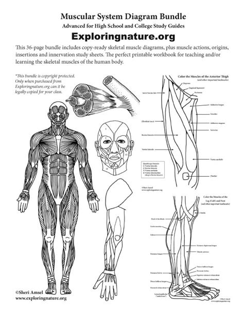 Muscular System Expanded Bundle High School And College Downloadable Only