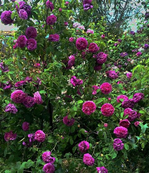 Photo Of The Entire Plant Of Rose Rosa Charles De Mills Posted By