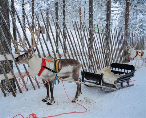 Reindeer Sleigh Ride At The Arctic Circle In Rovaniemi Lapland