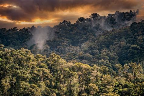 Beautiful Rainforest In Costa Rica Stock Image Image Of Beautiful