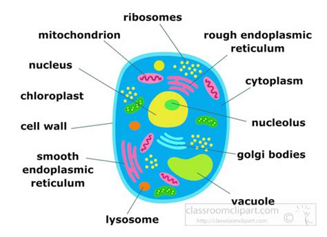 Science Clipart Animal Cell Structure Clipart Illustration 6818