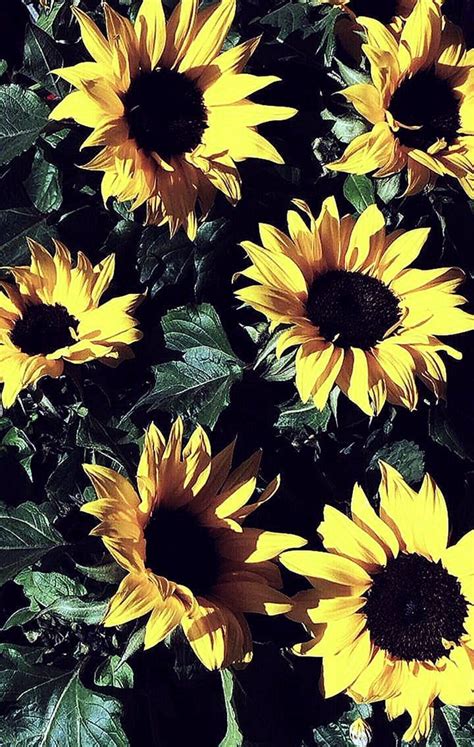 Aesthetic Laptop Backgrounds Sunflowers Aesthetic