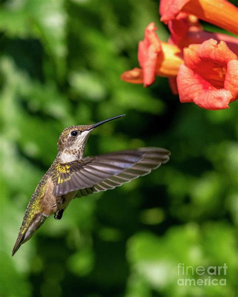 Hummingbird Profile With Trumpet Vine Photograph By Timothy Flanigan