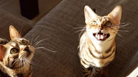 Bengal Cats Cant Stop Chirping And Screaming Youtube